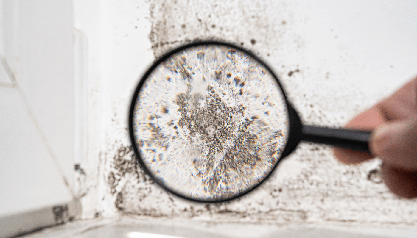 Metroplex Mold Testing